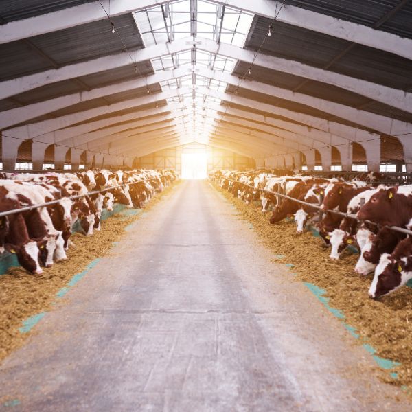 Ganadería lechera