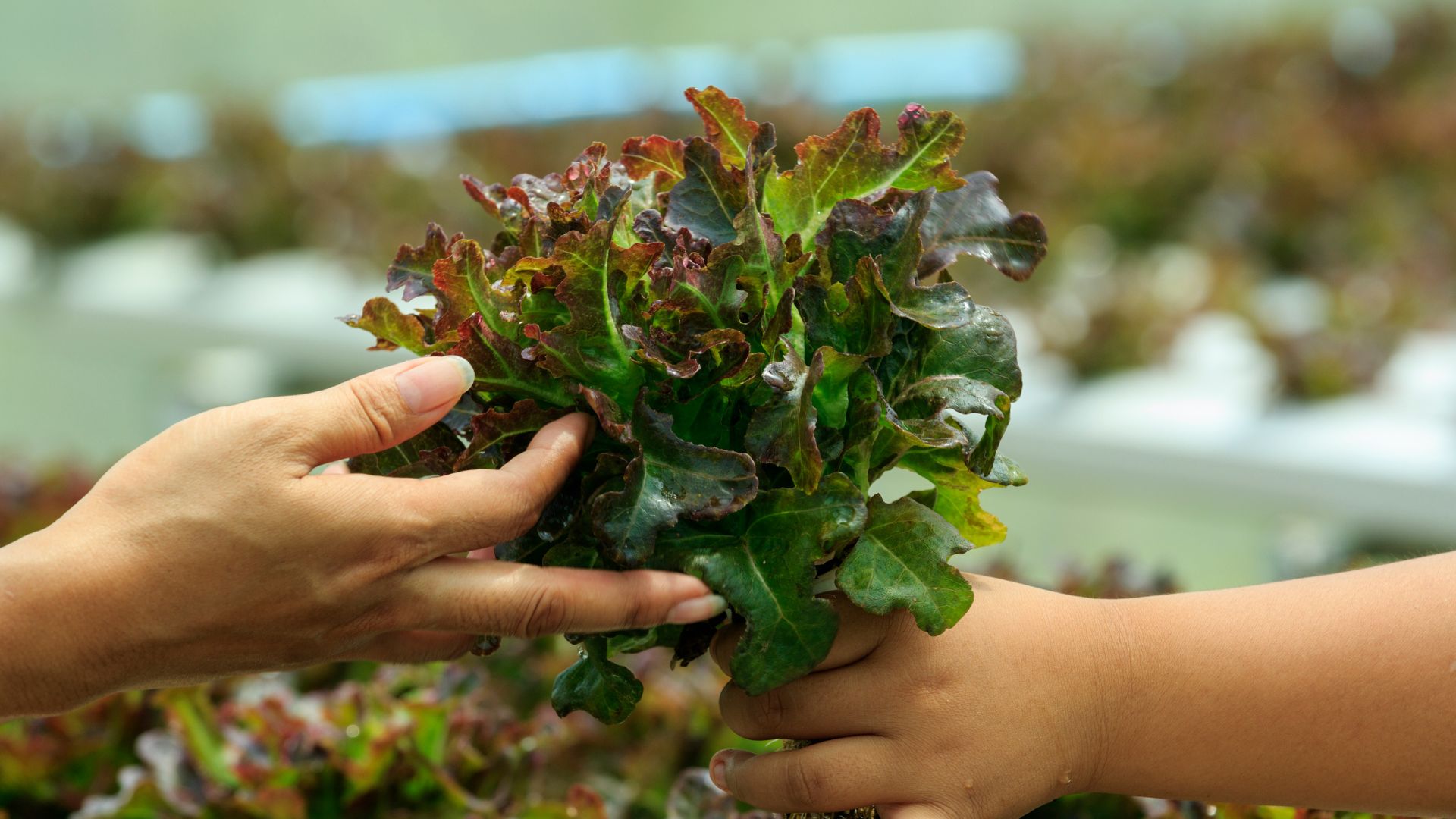Como producir las mejores verduras del municipio potosino.