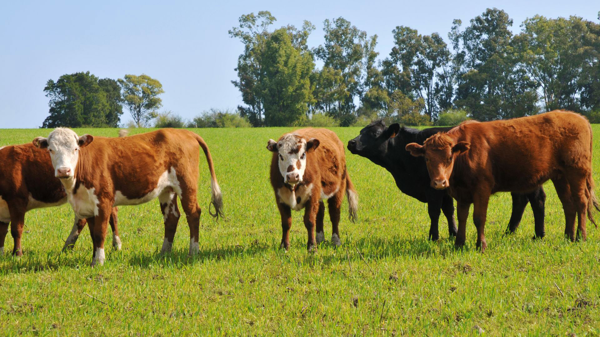 Sistema de pastoreo y cría de ganado vacuno en libertad.