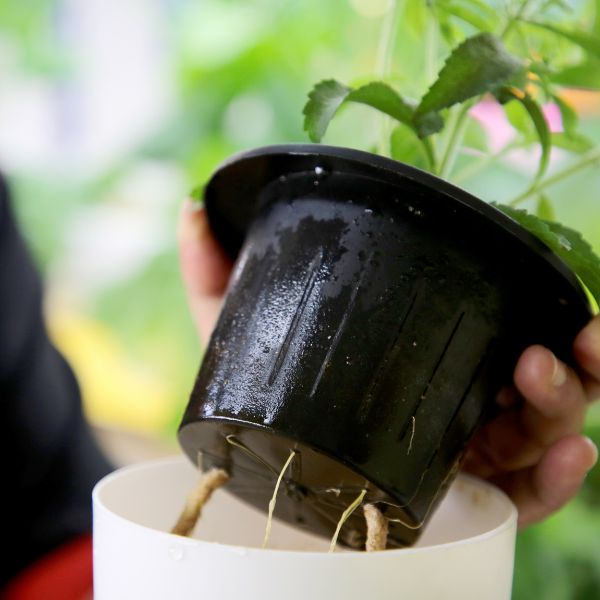 Plántulas cuidadosamente seleccionadas